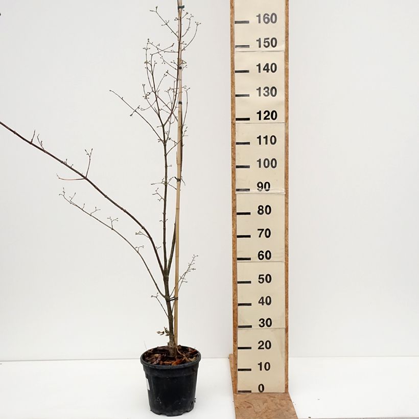 Amostra de Cerejeira-cornalina Florianka - Cornus mas Vaso de 7,5 L/10 L tal como entregue no outono