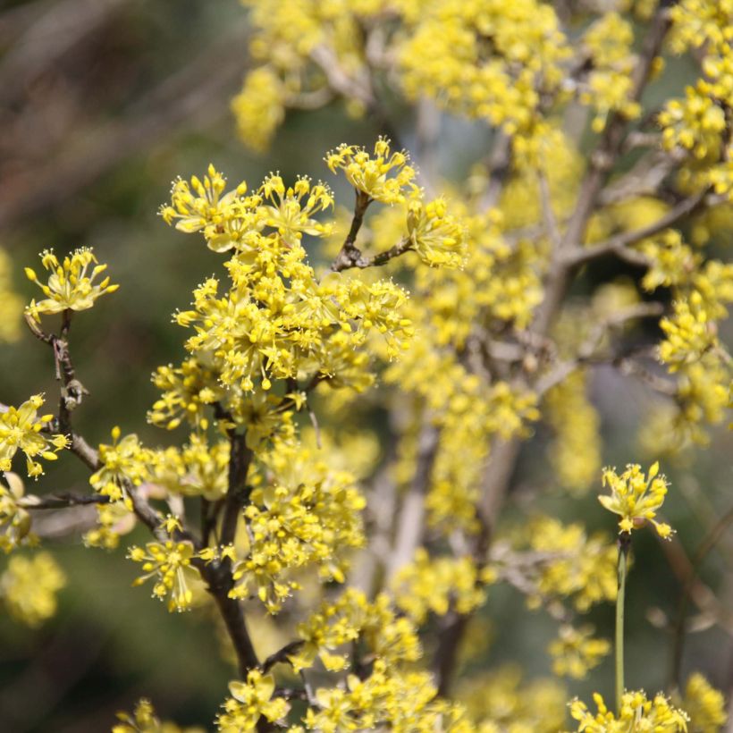 Cerejeira-cornalina Jolico - Cornus mas (Floração)