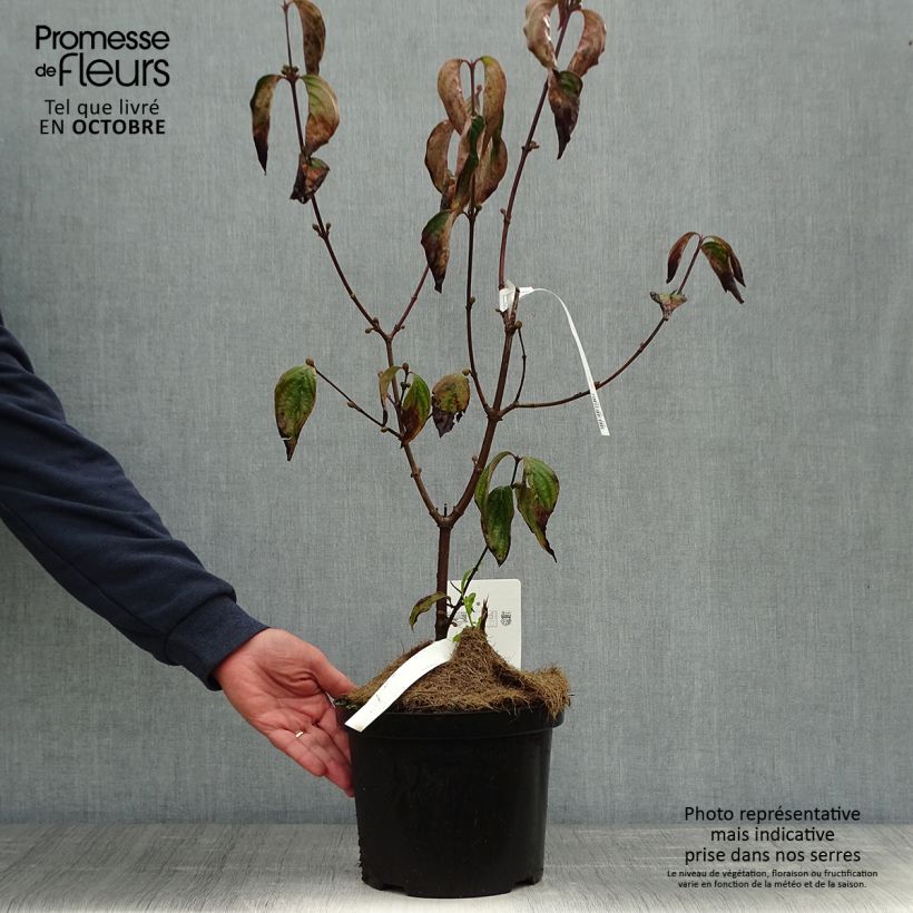Amostra de Cerejeira-cornalina Jolico - Cornus mas Vaso de 3 L/4 L tal como entregue no outono