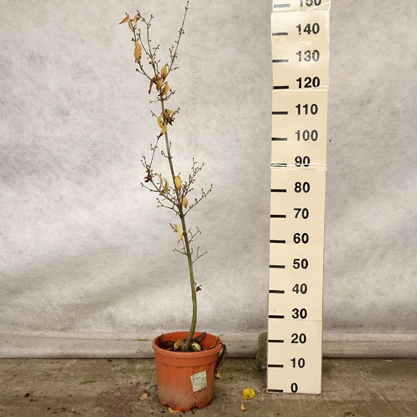Amostra de Cerejeira-cornalina Kazanlak - Cornus mas Vaso de 7,5 L/10 L tal como entregue no outono