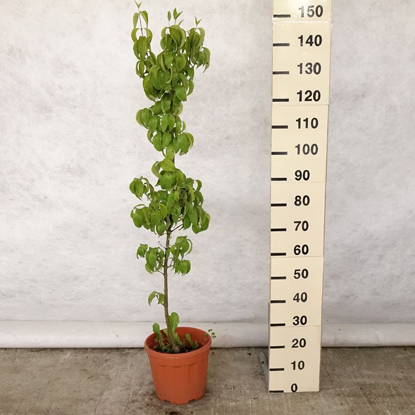 Amostra de Cerejeira-cornalina Kazanlak - Cornus mas Vaso de 7,5 L/10 L tal como entregue no verão