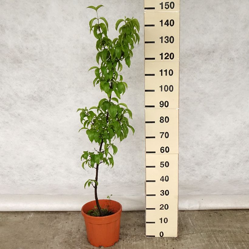 Amostra de Cerejeira-cornalina Kazanlak - Cornus mas Vaso de 7,5 L/10 L tal como entregue na primavera