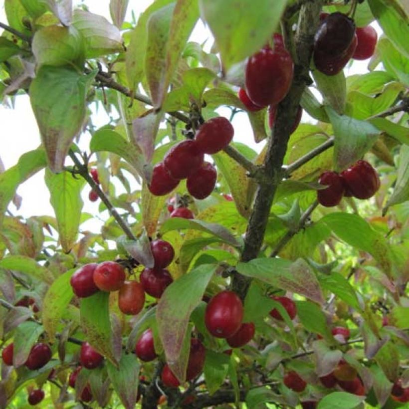 Cornus mas (Colheita)