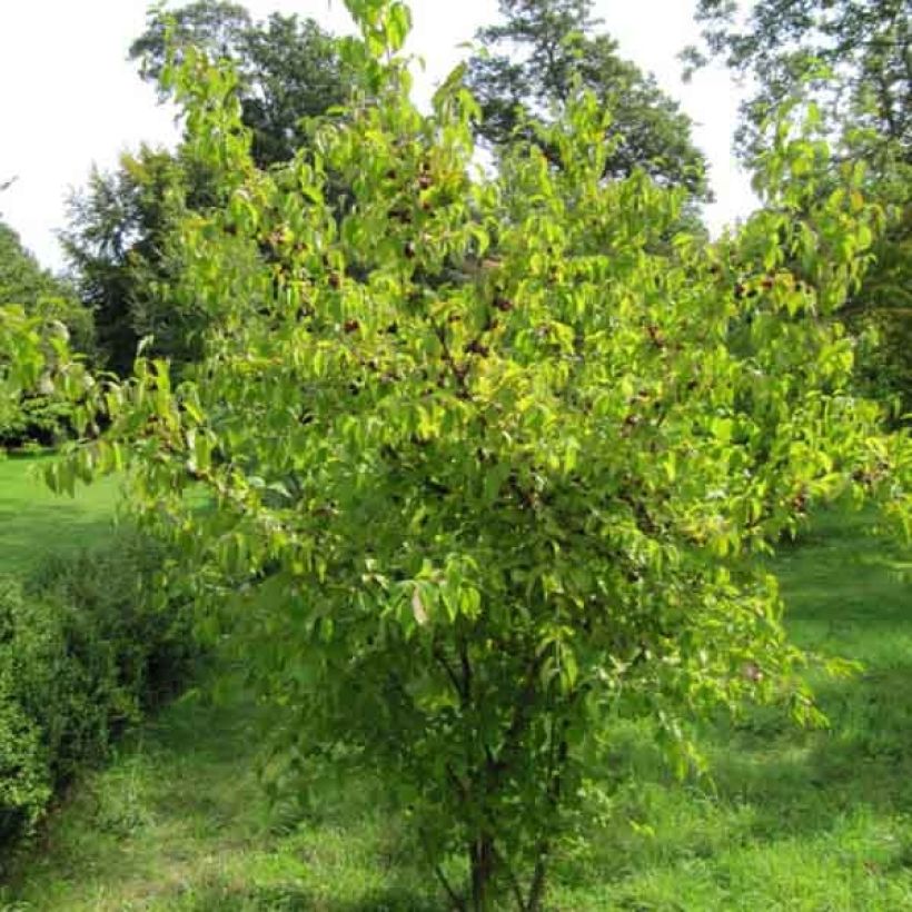 Cornus mas (Hábito)
