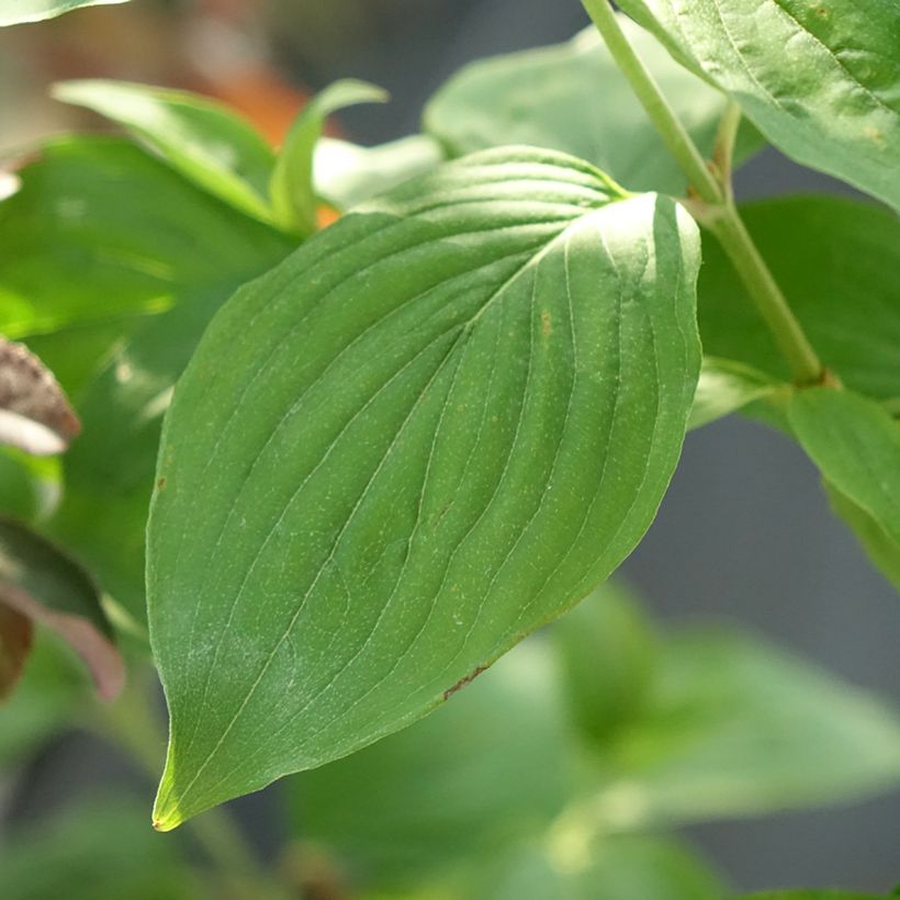 Cerejeira-cornalina Nikołka - Cornus mas (Folhagem)