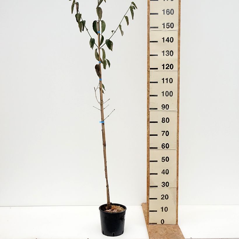 Amostra de Cerejeira-cornalina Nikołka - Cornus mas Vaso de 4 L/5 L tal como entregue no outono