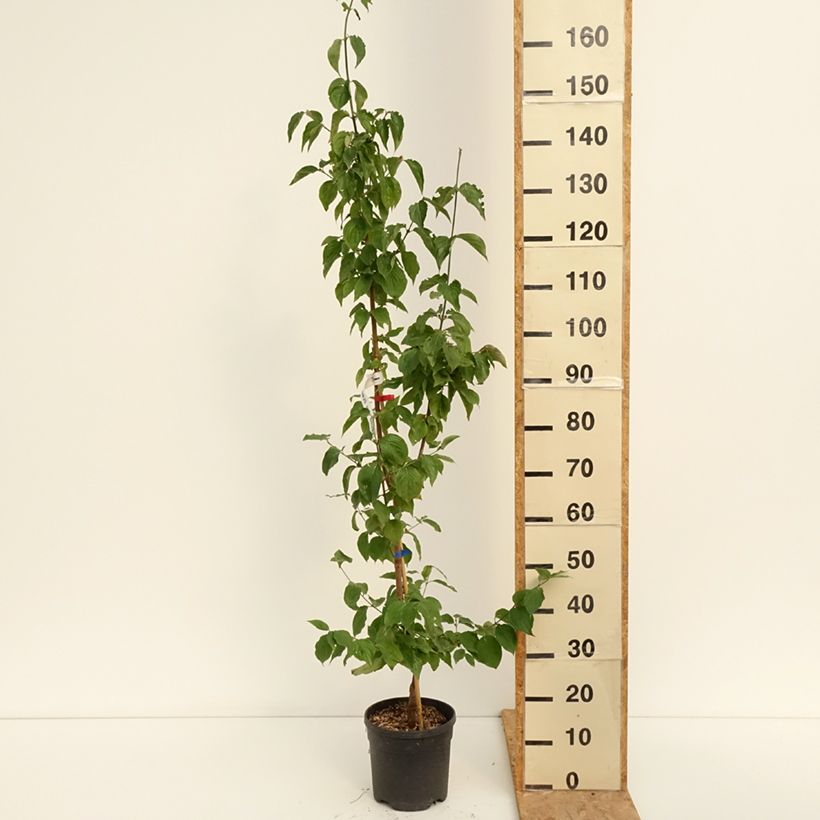 Amostra de Cerejeira-cornalina Nikołka - Cornus mas Vaso de 4 L/5 L tal como entregue no verão