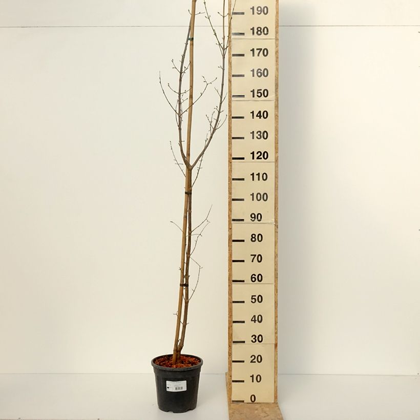 Amostra de Cornus mas Pancharevo - Cornouiller mâle Pot de 7,5L/10L tal como entregue no inverno