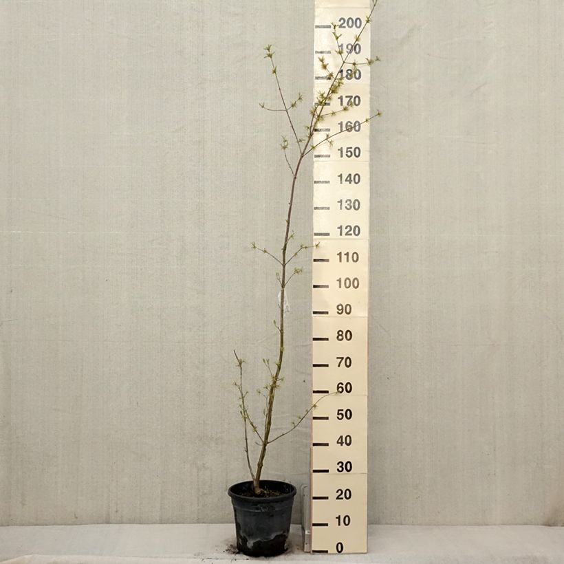 Amostra de Cerejeira-cornalina Schönbrunner Gourmet Dirndl - Cornus mas Vaso de 7,5 L/10 L tal como entregue na primavera