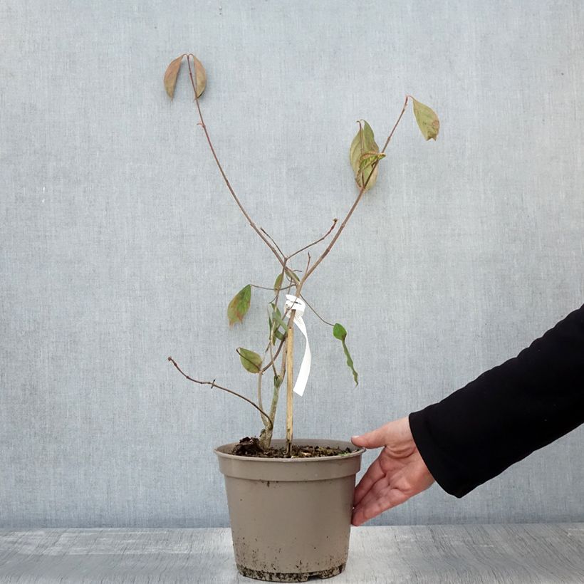 Amostra de Cornus Norman Hadden - Cornouiller à fleurs Pot de 4L/5L tal como entregue no outono