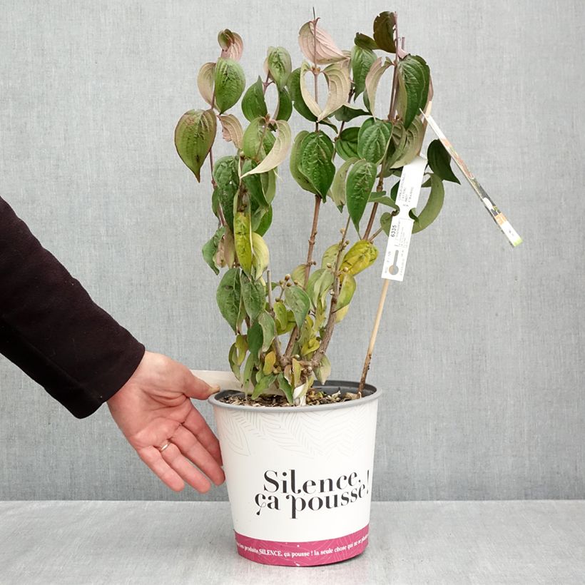 Amostra de Cornus officinalis Vaso de 4 L/5 L tal como entregue no outono