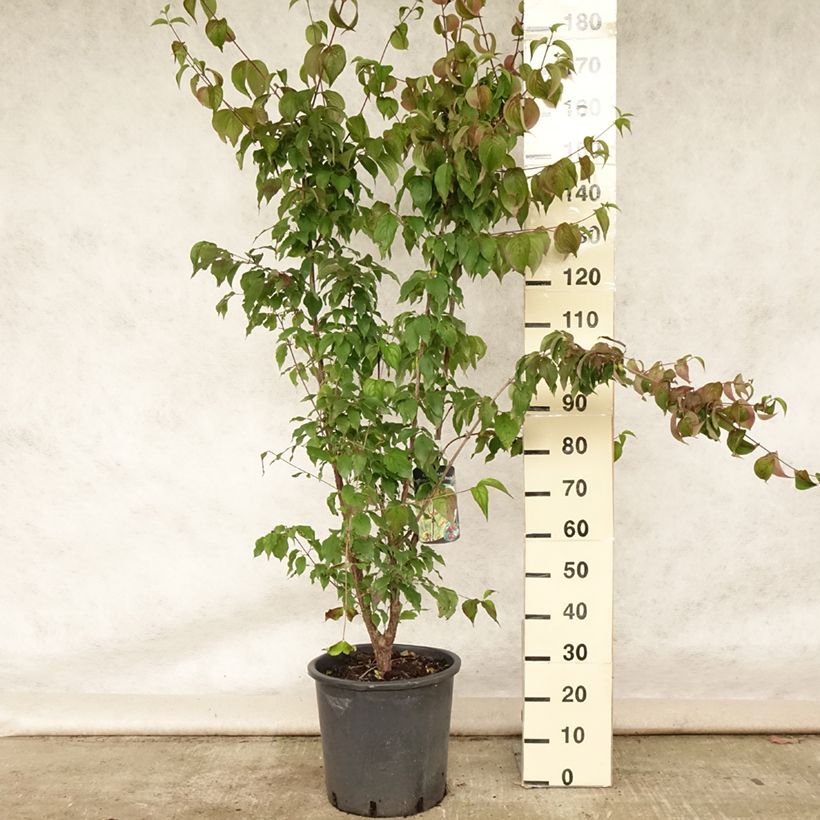 Amostra de Cornus officinalis Robin's Pride Vaso de 20 L/25 L tal como entregue no verão