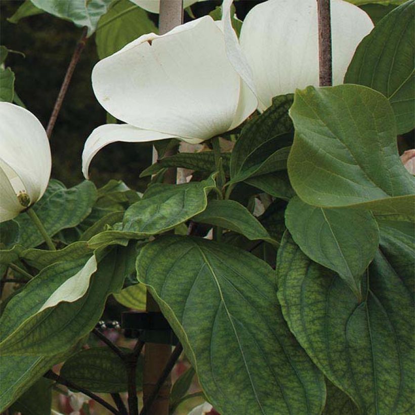 Cornus kousa Venus (Folhagem)