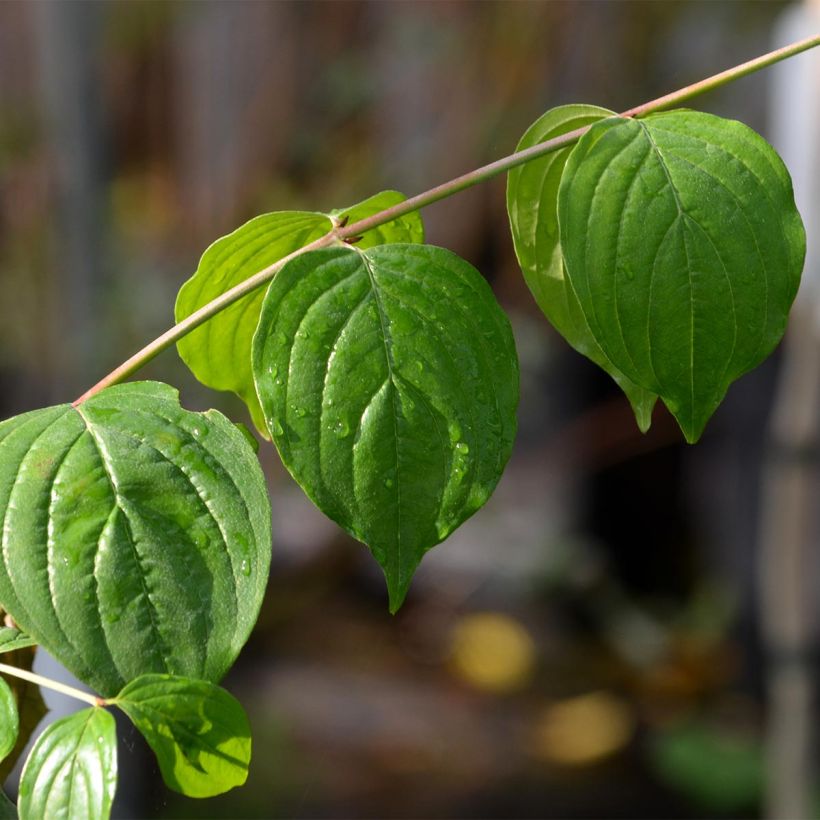 Cornus mas (Folhagem)