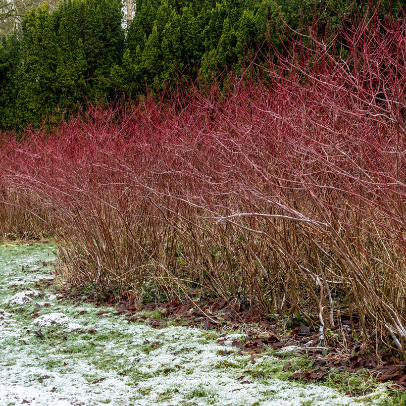 Cornus sanguinea (Hábito)