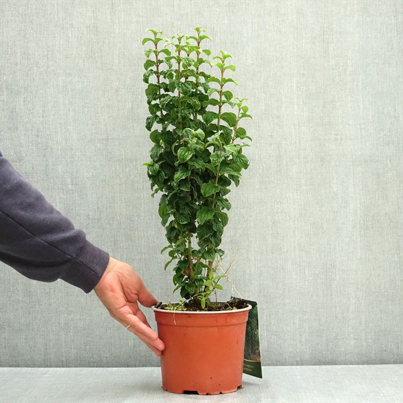 Amostra de Cornus sanguinea Compressa Vaso de 3 L/4 L tal como entregue no verão
