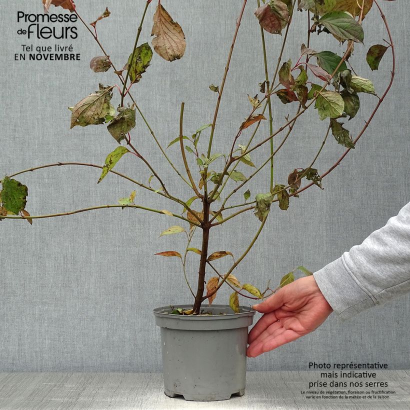 Amostra de Cornus sanguinea Vaso de 2 L/3 L tal como entregue no outono