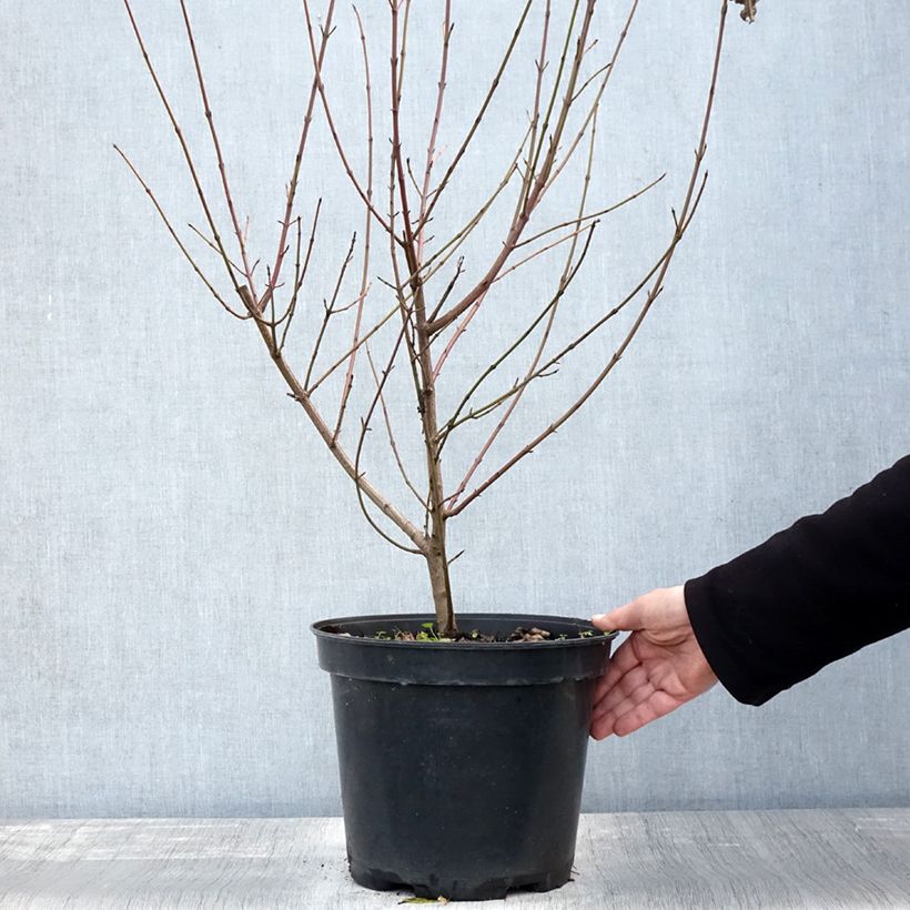 Amostra de Cornus sanguinea - Cornouiller sanguin Pot de 7,5L/10L tal como entregue no outono