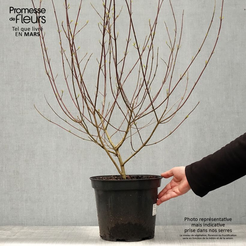 Amostra de Cornus sanguinea Vaso de 7,5 L/10 L tal como entregue na primavera