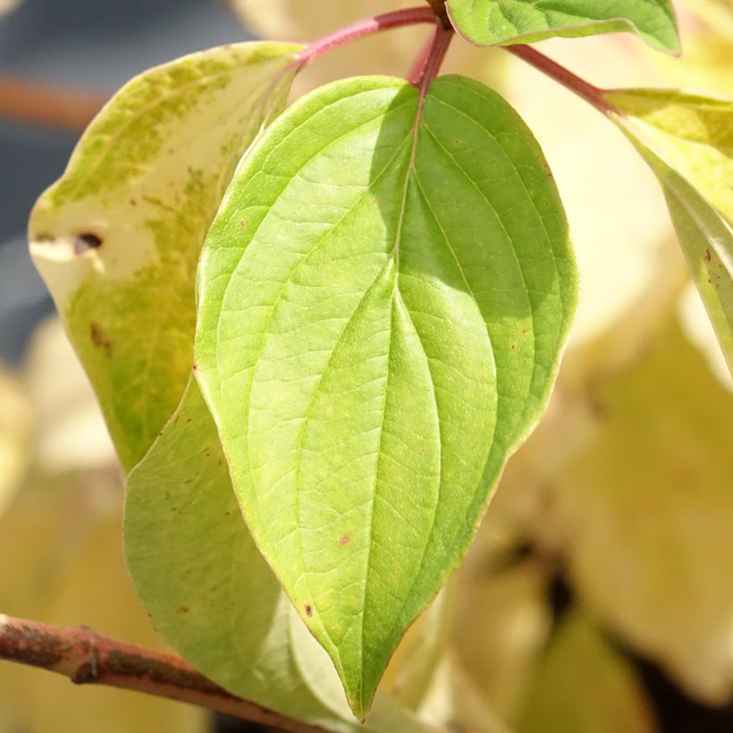 Cornus sanguinea Magic Flame (Folhagem)