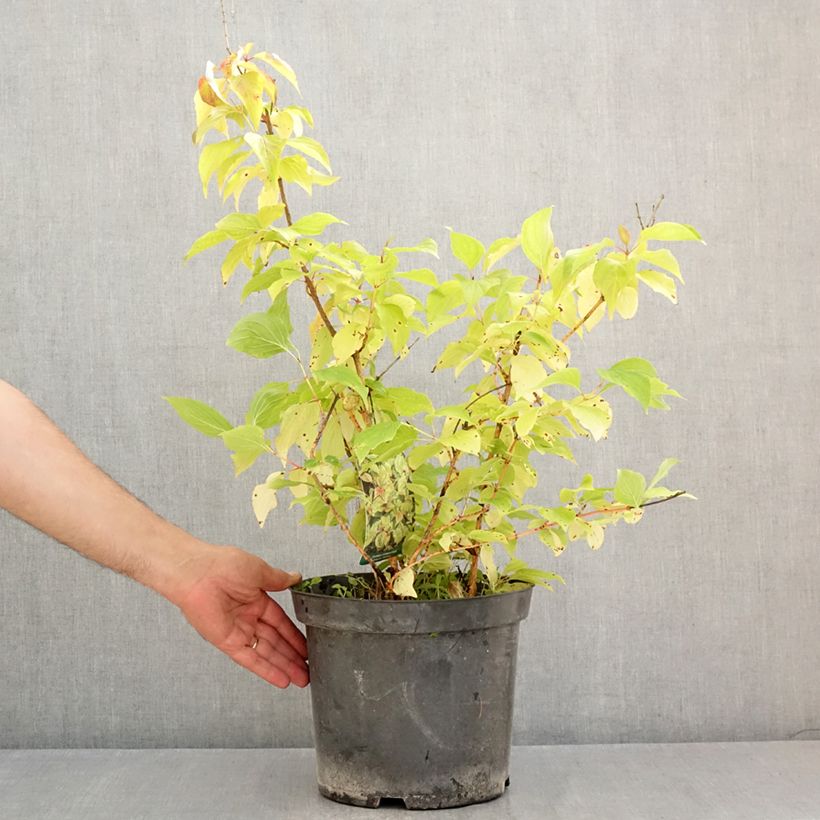 Amostra de Cornus sanguinea Magic Flame Vaso de 7,5 L/10 L tal como entregue no verão