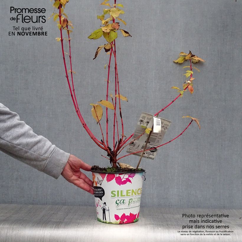 Amostra de Cornus sanguinea Magic Flame Vaso de 4 L/5 L tal como entregue no outono