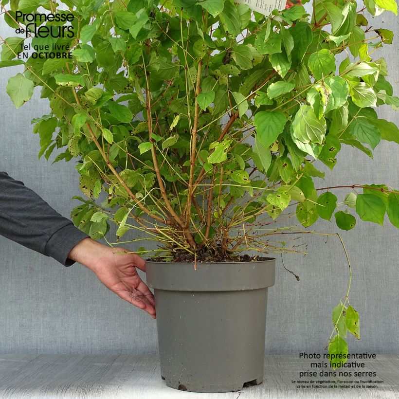 Amostra de Cornus sanguinea Mid Winter Fire Vaso de 6 L/7 L tal como entregue no outono