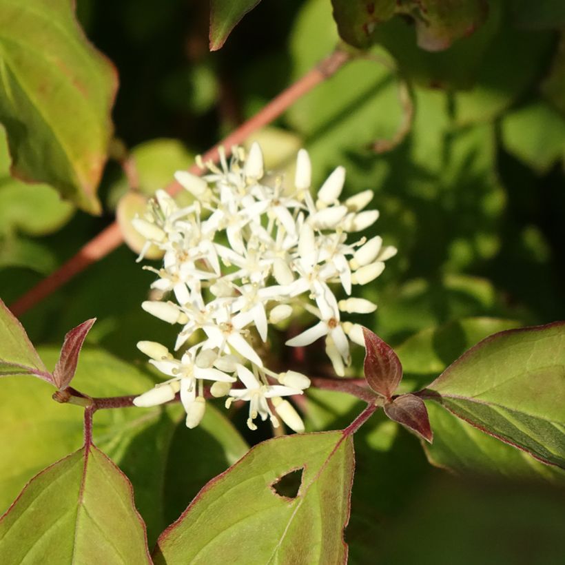 Cornus sanguinea Mid Winter Fire (Floração)