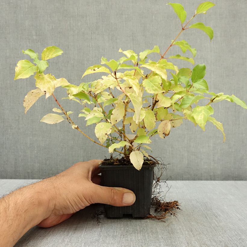 Amostra de Cornus sanguinea Mid Winter Fire Vaso de 8/9 cm tal como entregue no verão