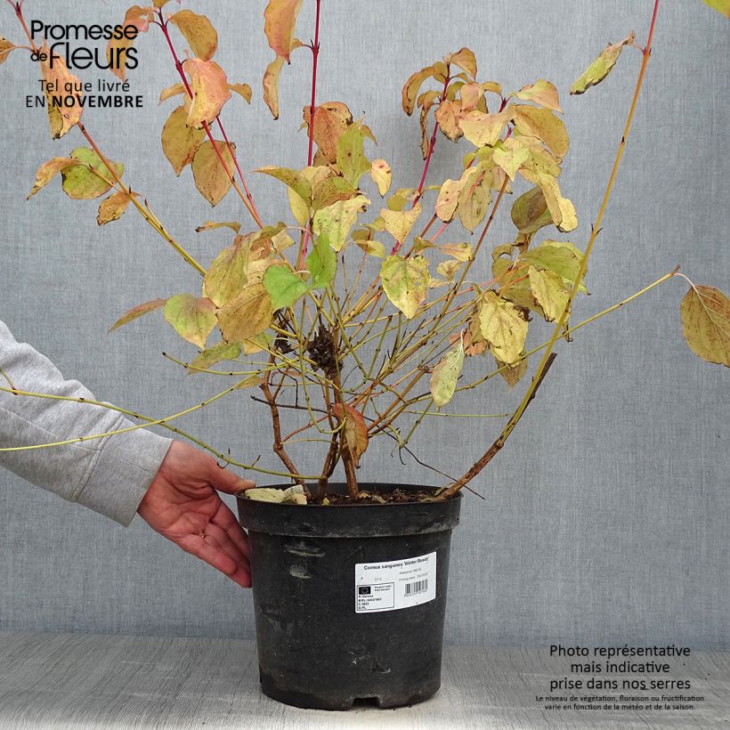 Amostra de Cornus sanguinea Winter Beauty Vaso de 7,5 L/10 L tal como entregue no outono