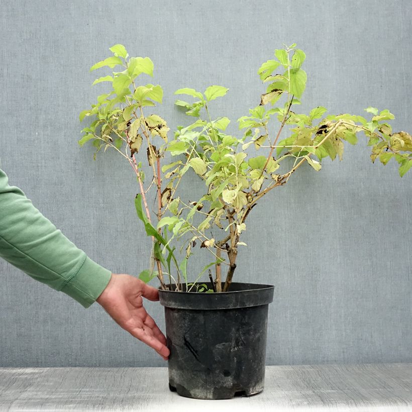 Amostra de Cornus sanguinea Winter Beauty Vaso de 7,5 L/10 L tal como entregue no verão