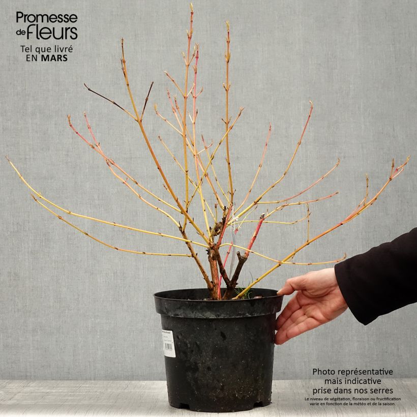 Amostra de Cornus sanguinea Winter Beauty Vaso de 7,5 L/10 L tal como entregue na primavera