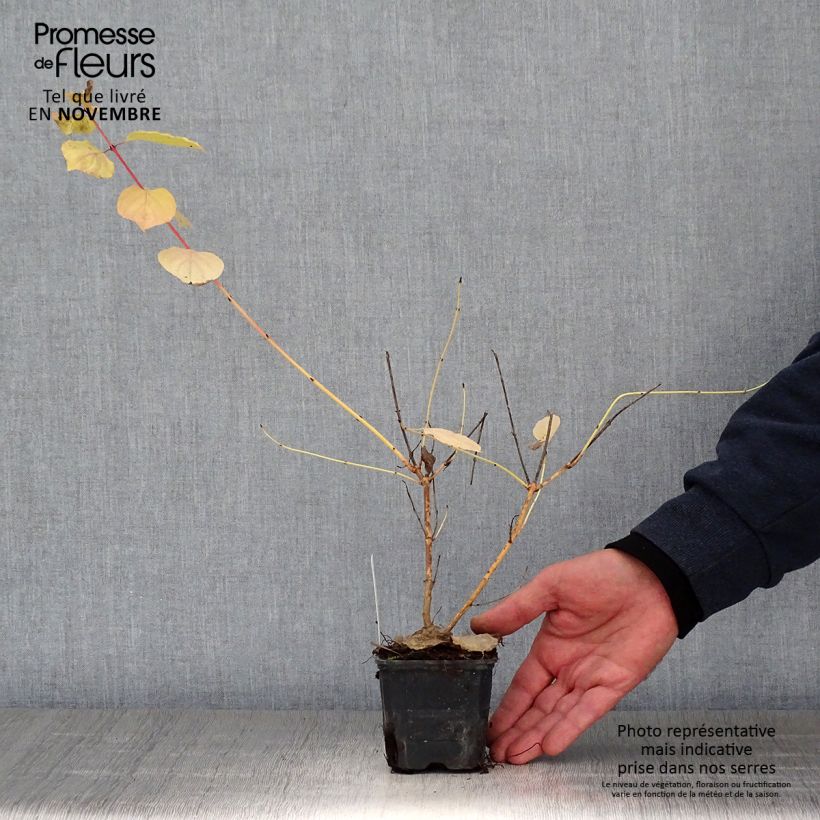 Amostra de Cornus sanguinea Winter Beauty Vaso de 8/9 cm tal como entregue no outono