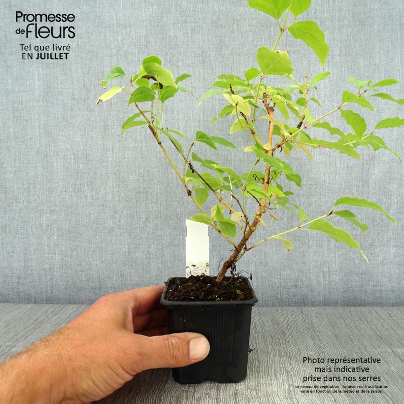 Amostra de Cornus sanguinea Winter Beauty Vaso de 8/9 cm tal como entregue no verão