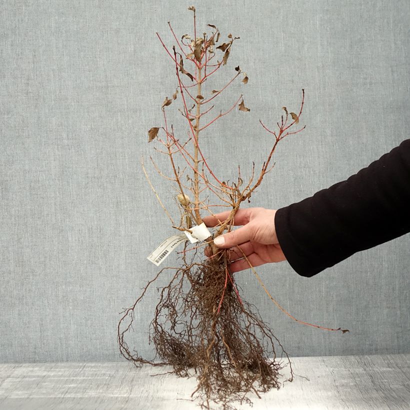 Amostra de Cornus sanguinea Winter Beauty Raízes nuas tal como entregue no inverno