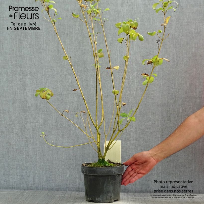Amostra de Cornus sericea Budd's Yellow Vaso de 3 L/4 L tal como entregue no verão