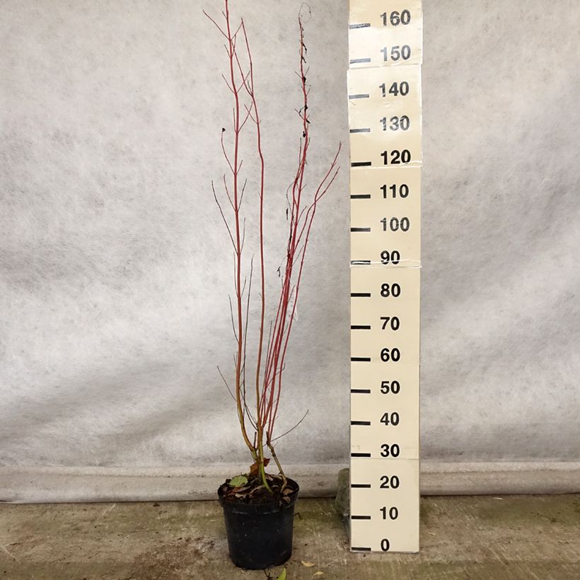 Amostra de Cornus sericea Cardinal Vaso de 7,5 L/10 L tal como entregue no outono
