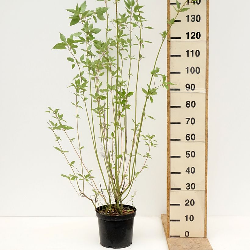 Amostra de Cornus sericea Cardinal Vaso de 7,5 L/10 L tal como entregue na primavera