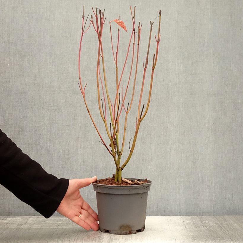 Amostra de Cornus sericea Cardinal Vaso de 2 L/3 L tal como entregue no outono