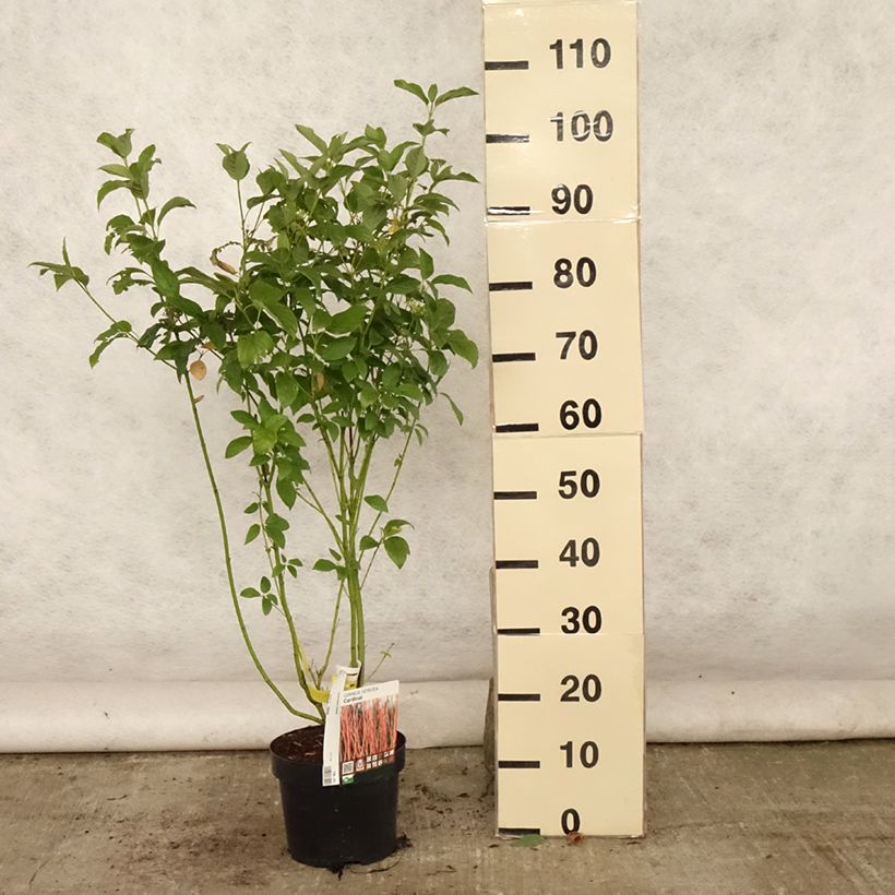 Amostra de Cornus sericea Cardinal Vaso de 2 L/3 L tal como entregue no verão