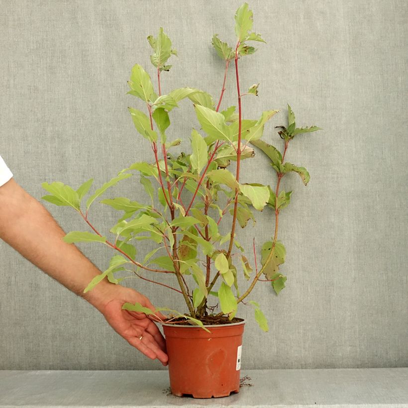 Amostra de Cornus sericea Farba - Cornouiller stolonifère Pot de 3L/4L tal como entregue no verão