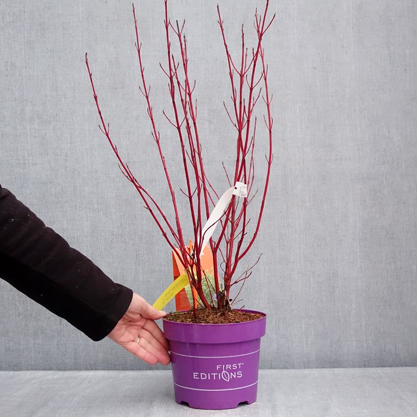Amostra de Cornus sericea Firedance Vaso de 3 L/4 L tal como entregue no inverno