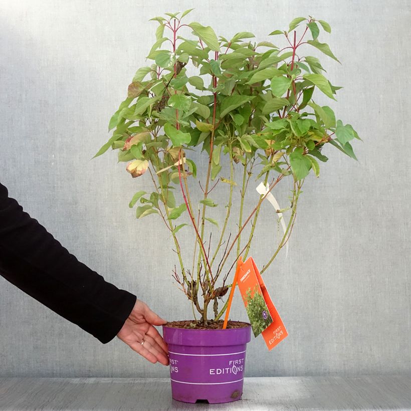 Amostra de Cornus sericea Firedance - Cornouiller stolonifère Vaso de 3 L/4 L tal como entregue no outono