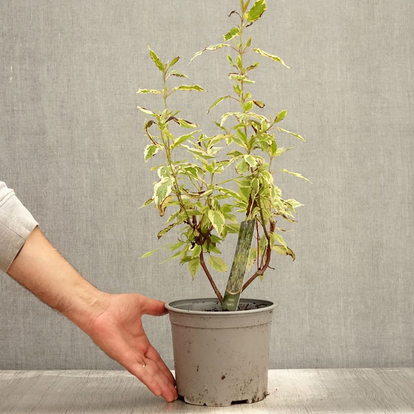 Amostra de Cornus sericea Hedgerow's Gold - Cornouiller stolonifère Pot de 3L/4L tal como entregue no outono