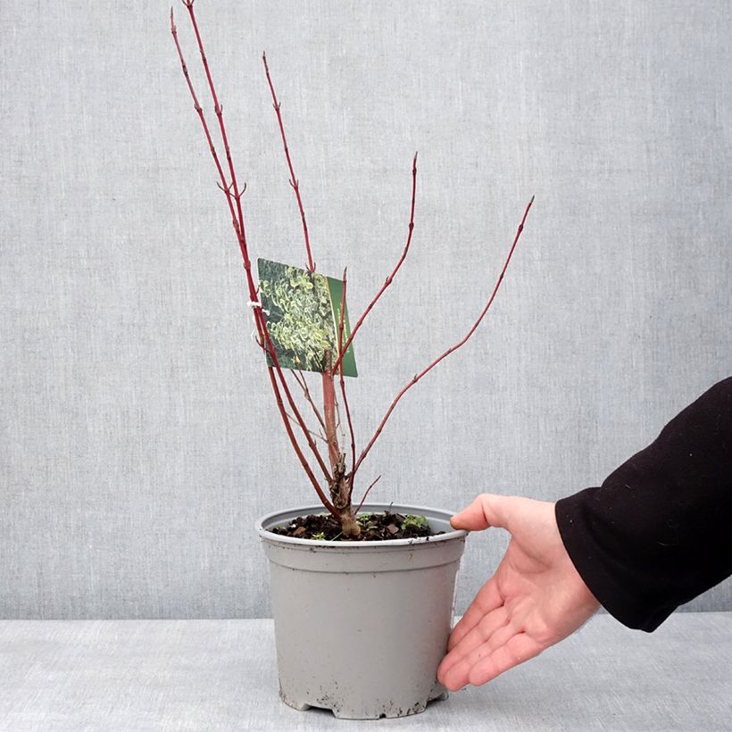 Amostra de Cornus sericea Hedgerow's Gold - Cornouiller stolonifère Pot de 3L/4L tal como entregue no inverno