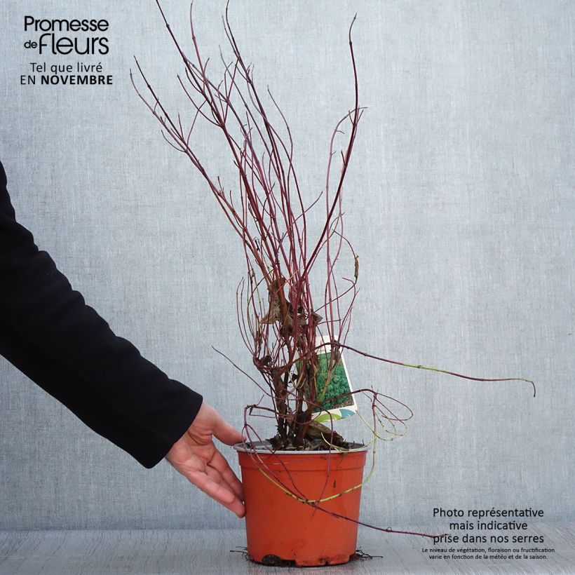 Amostra de Cornus sericea Kelseyi - Cornouiller stolonifère Pot de 3L/4L tal como entregue no outono