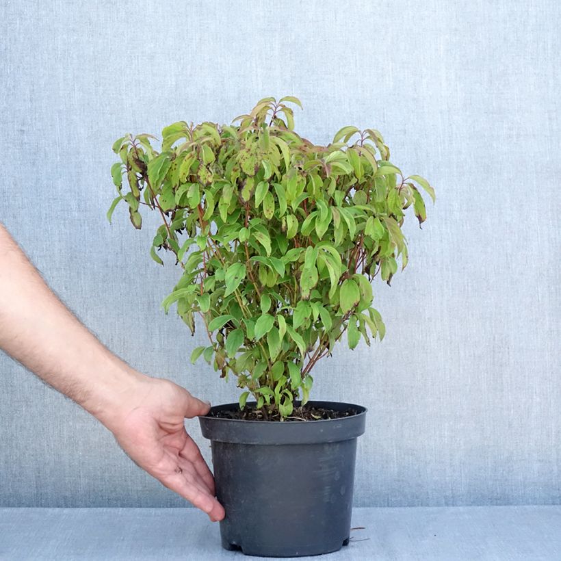 Amostra de Cornus sericea Kelseyi Vaso de 3 L/4 L tal como entregue no verão