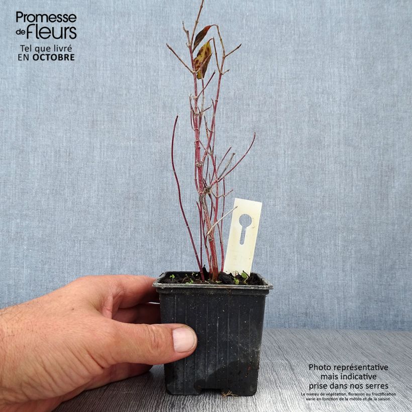 Amostra de Cornus sericea Kelseyi Vaso de 8/9 cm tal como entregue no outono