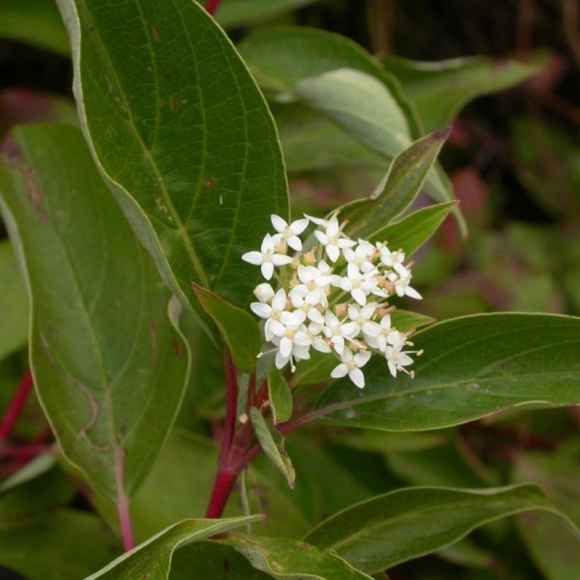 Cornus sericea Kelseyi (Floração)