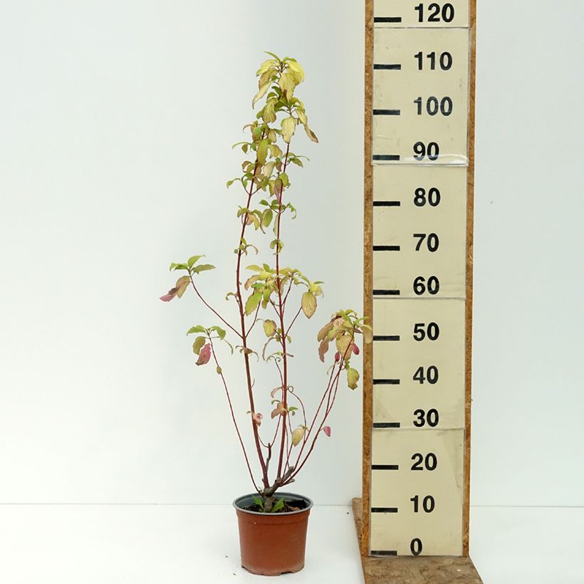 Amostra de Cornus sericea Sunshine Vaso de 3 L/4 L tal como entregue no verão